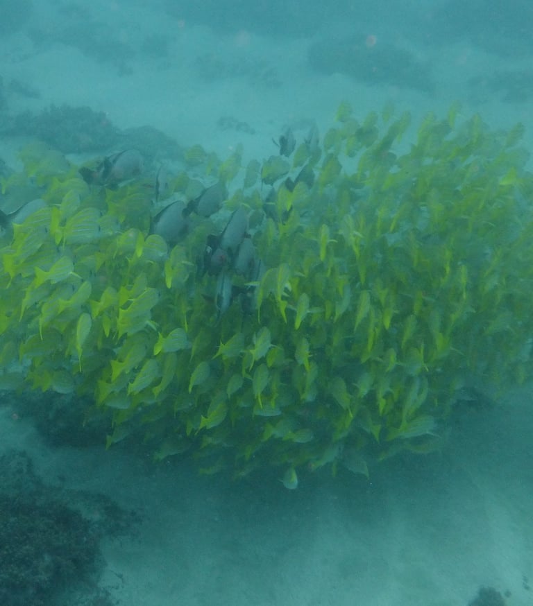 large shoal of fish, sodwana bay, South Africa
