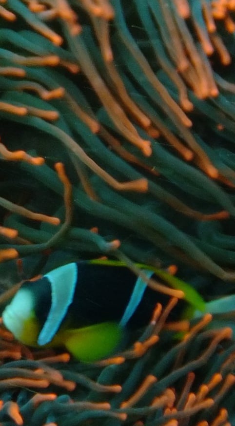 clown fish, sodwana bay, South Africa