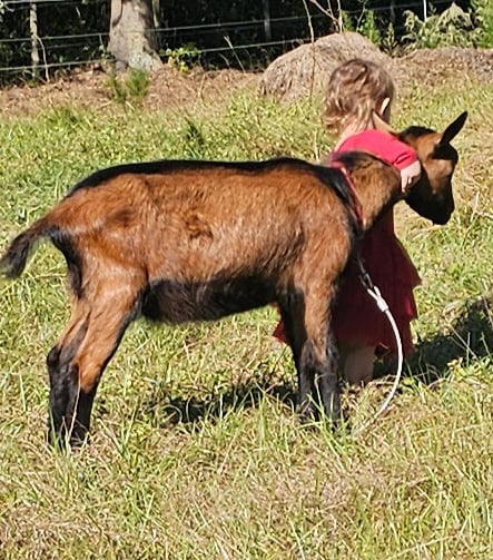 Young Oberhasli goat buck being sweet with young child