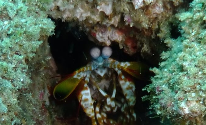 mantis shrimp, sodwana bay, South Africa