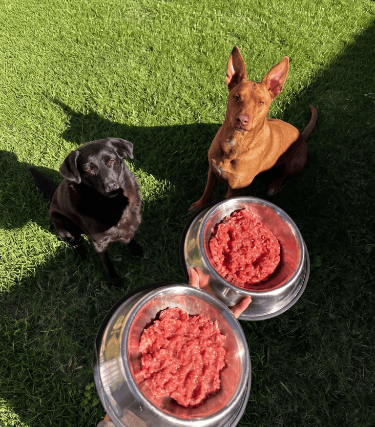 Dos perros mirando sus tazones con alimento barf esperando a que les den de comer