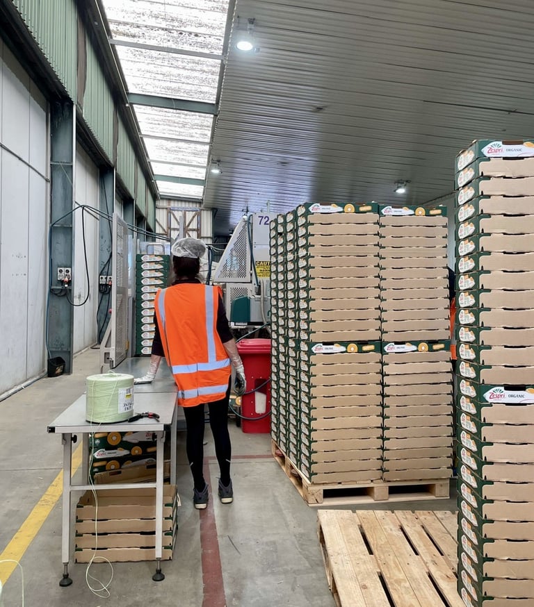 Pallets de cajas para kiwis zespri en Nueva Zelanda