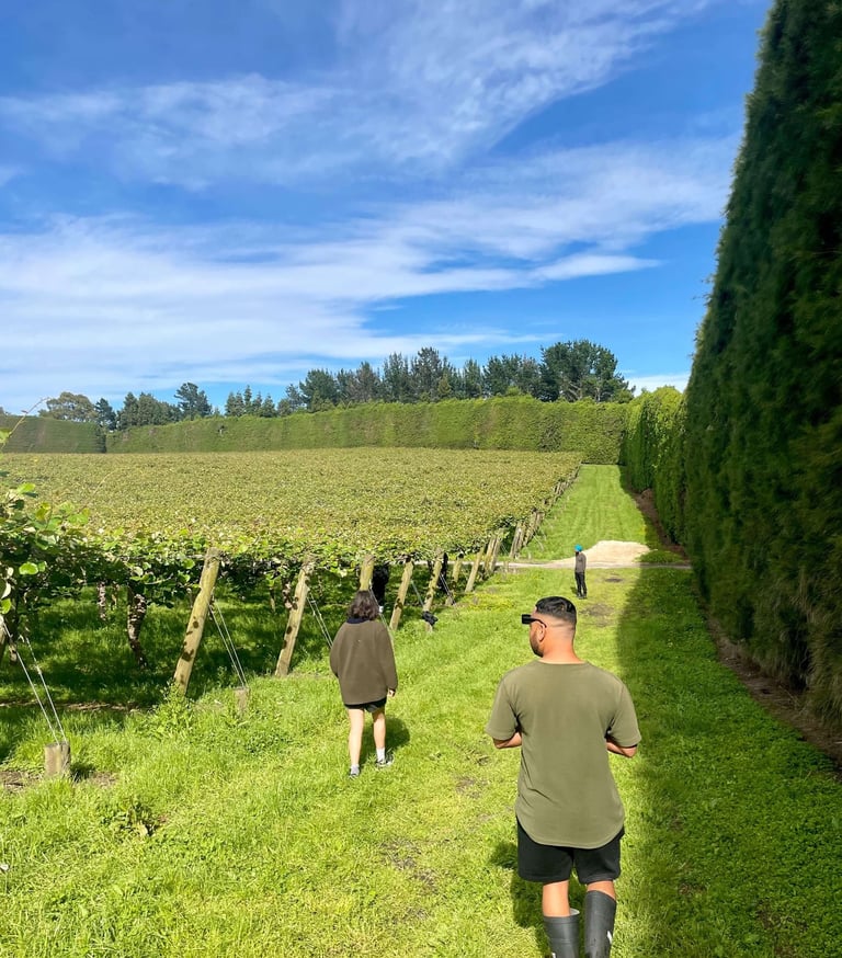 Trabajando en una orchard de kiwi en Nueva Zelanda