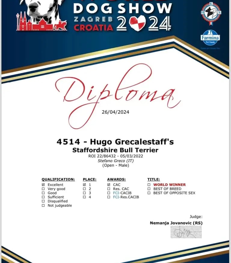 Diploma Cac primo classificato al wds 2024 di Zagabria, staffy Grecalestaffs