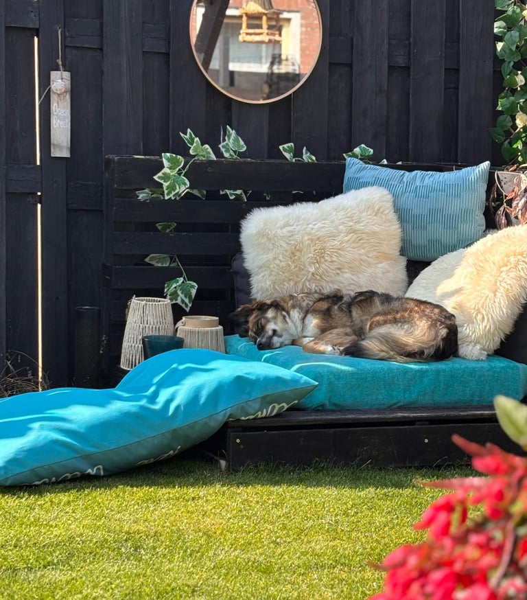 hond die buiten op kussens licht te slapen