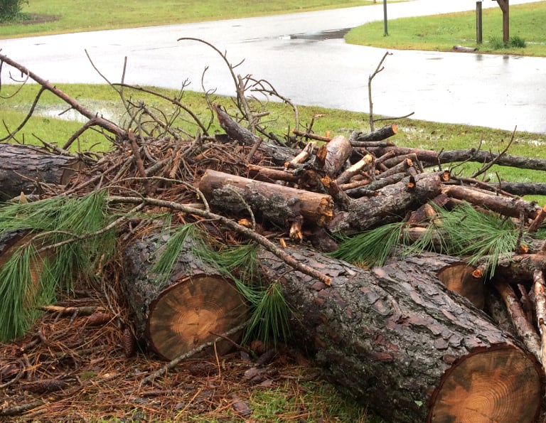 tree branches laying in yard