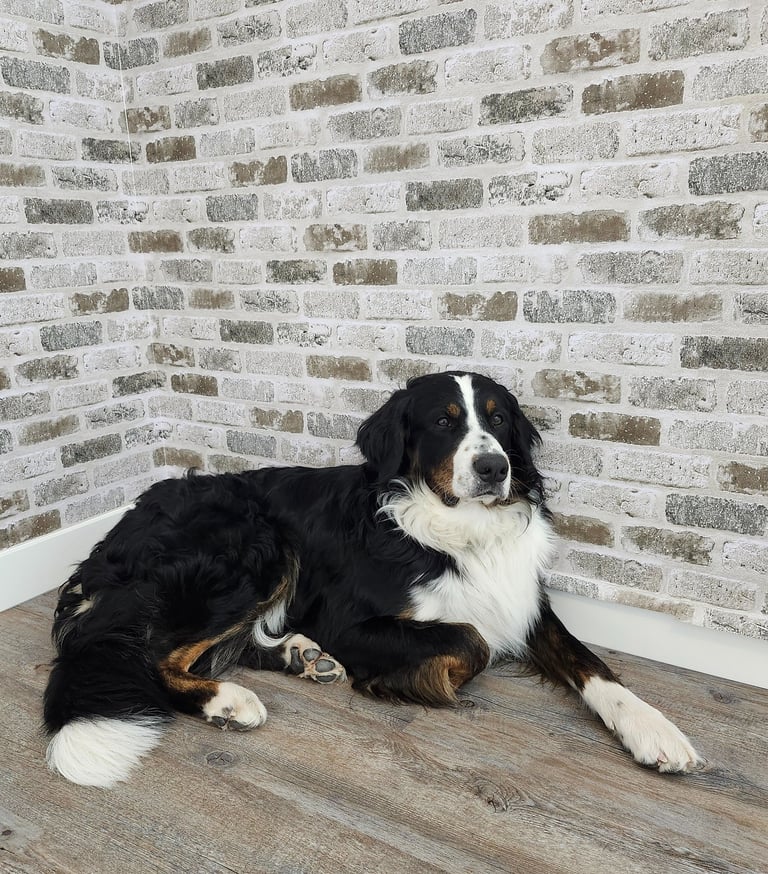 a dog is laying on the floor in front of a brick wall