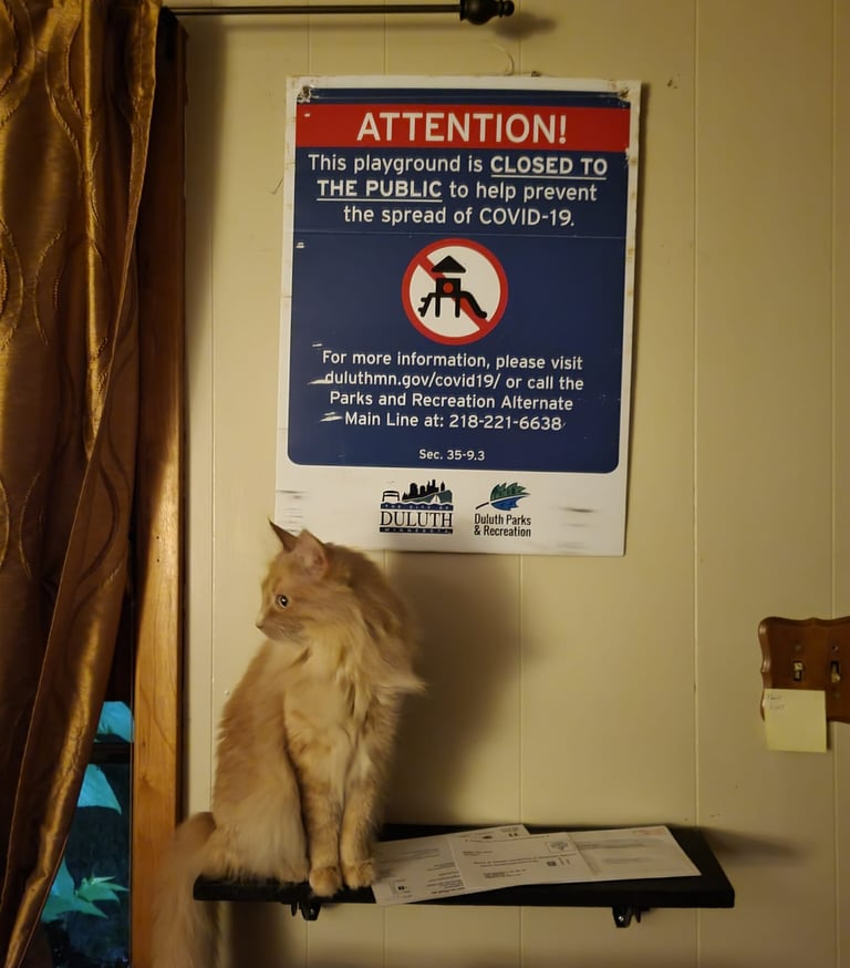 Gus, an orange cat, sits under a discarded Duluth Parks and Recreation sign closing a playground.