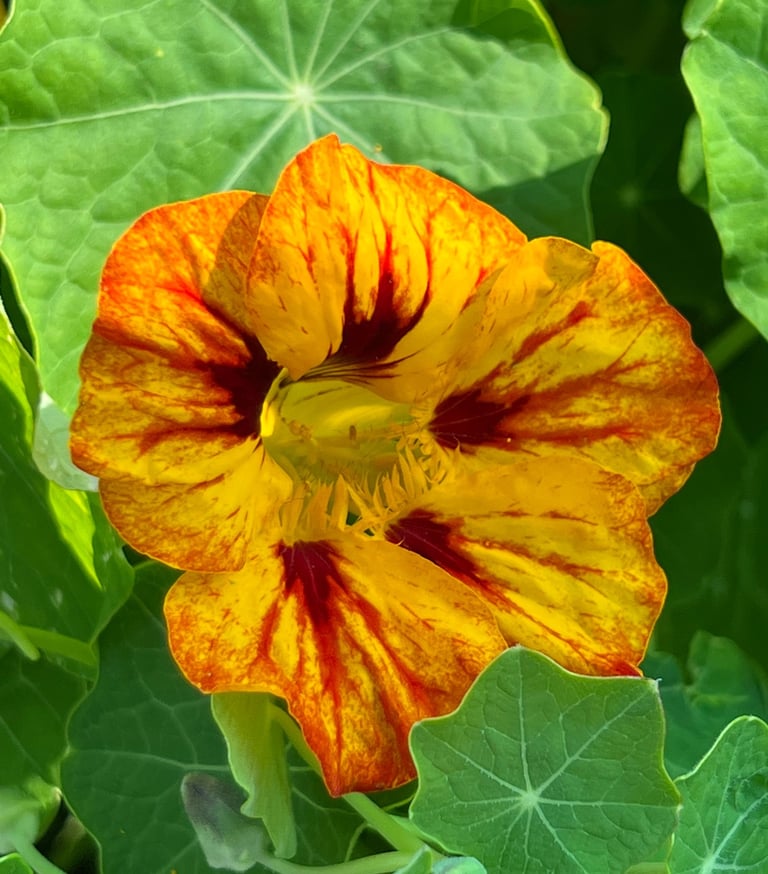 All parts of nasturtiums are edible. The flowers are sweet and the leaves, flowers and seeds all have a spicy flavour.