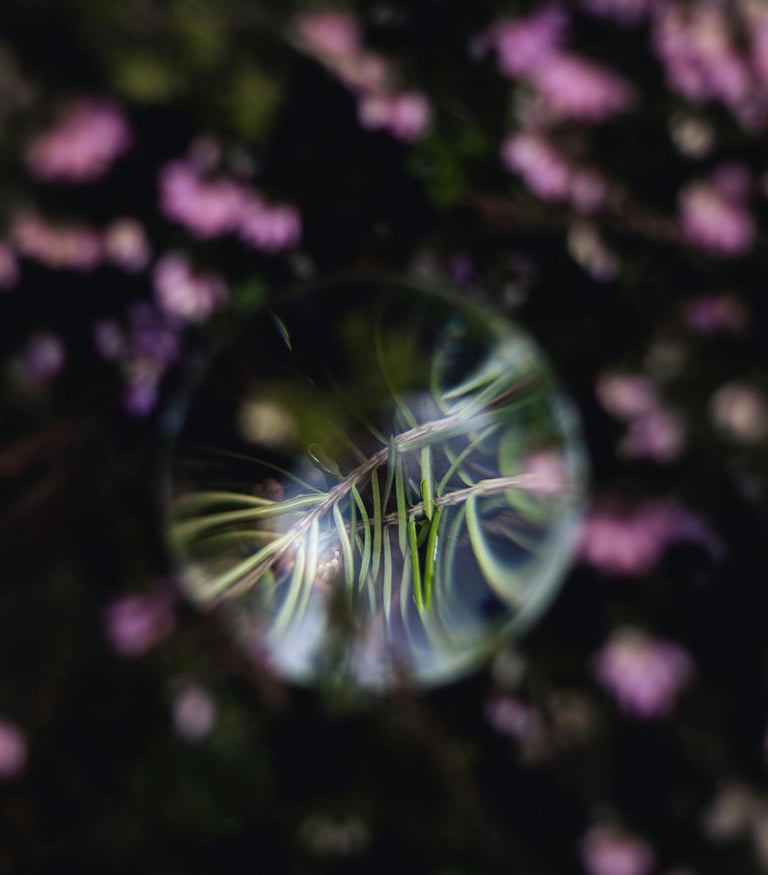 Green pine needles reflected in a crystal ball with blurred pink flowers in the background.