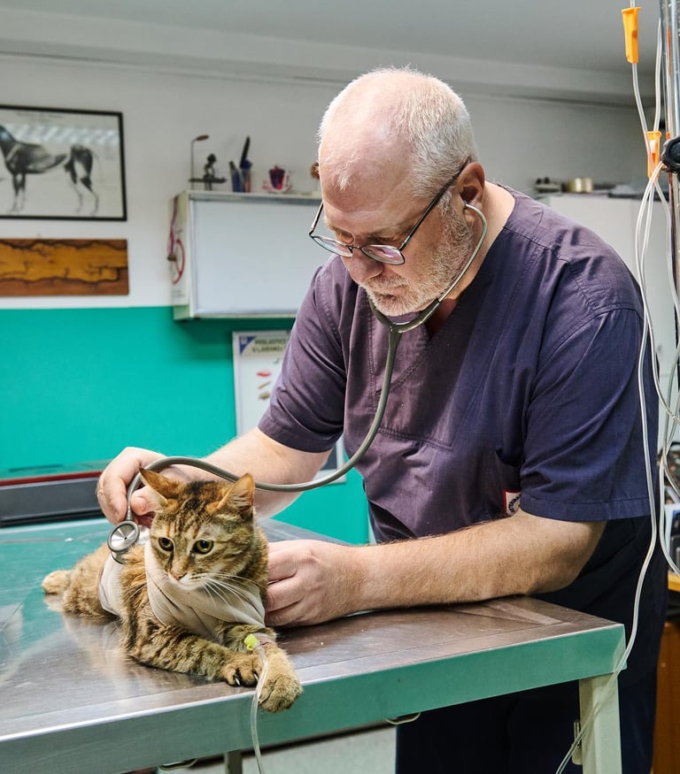 Dr Vladimir Cirkovic preslusava macku stetoskopom u ambulanti – dezurni veterinar 00–24