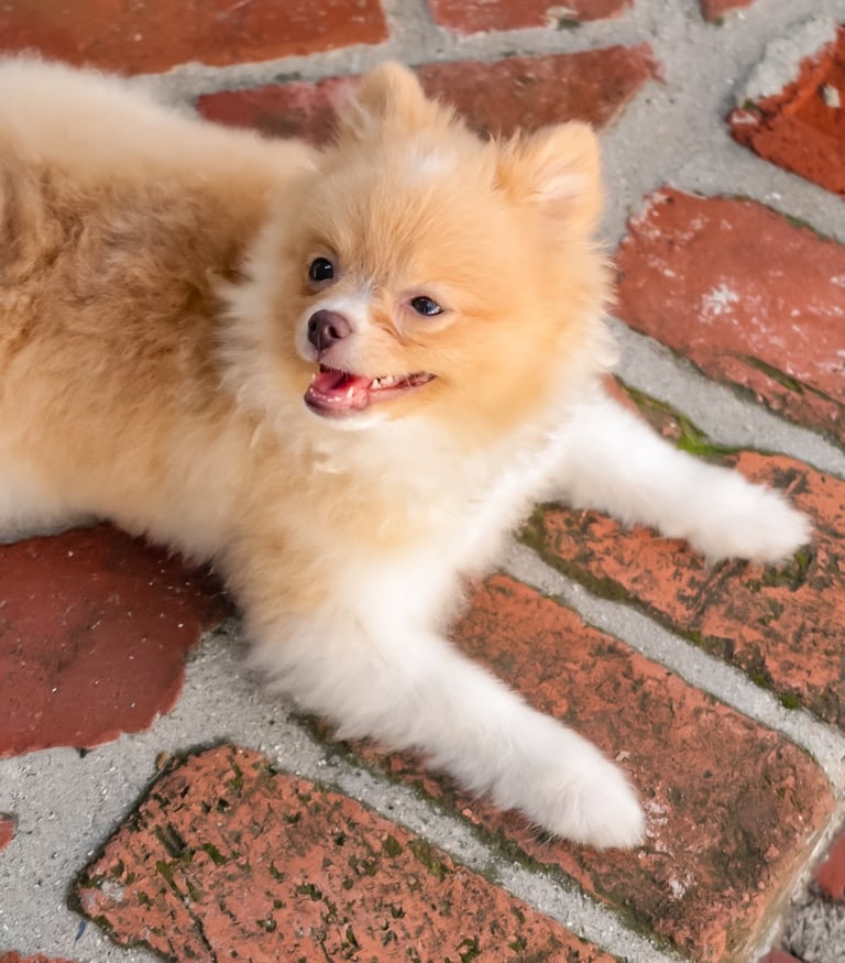 Liebe, a six-pound orange sable Toy Pomeranian