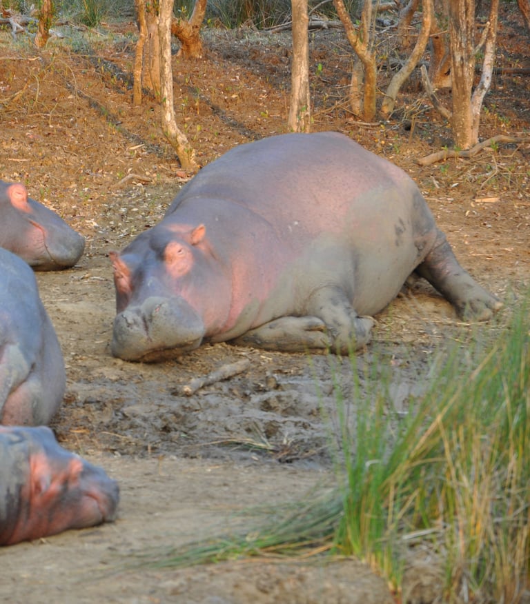 Hippos in the St Lucia Estuary, isimangaliso, South Africa