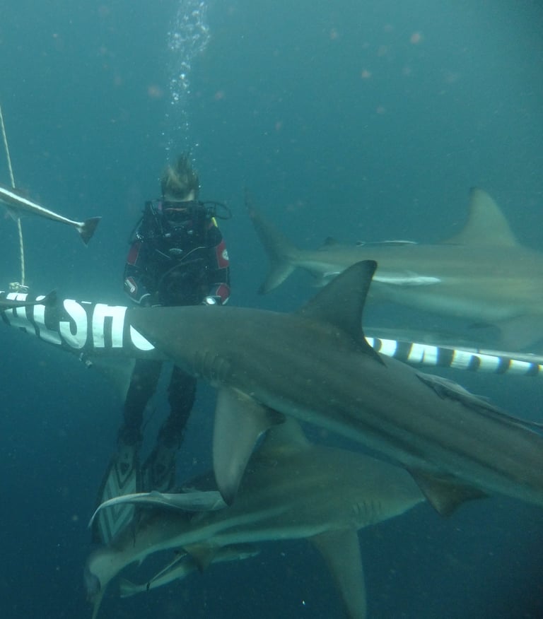 Oceanic black tips on a baited shark dive, Aliwal Shoal, Umkomaas, South Africa