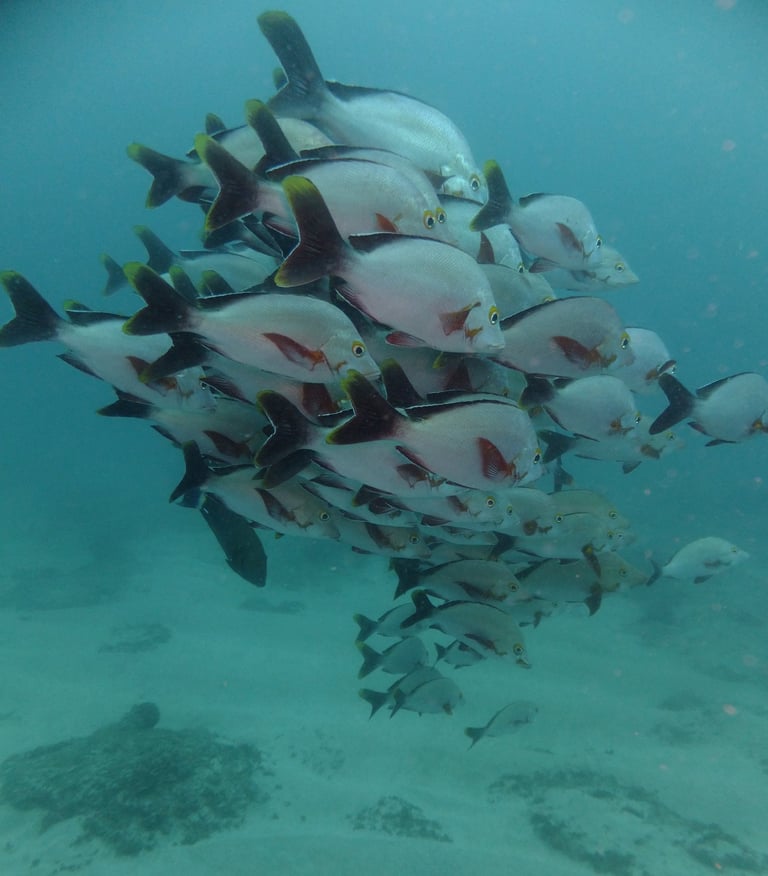 large shoal of fish, sodwana bay, South Africa