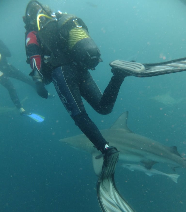 Tracey Billington Oceanic black tips on a baited shark dive, Aliwal Shoal, Umkomaas, South Africa