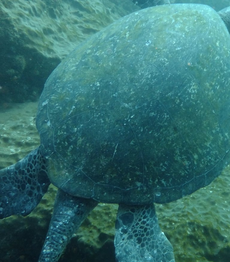 turtle, Aliwal Shoal, Umkomaas, South Africa