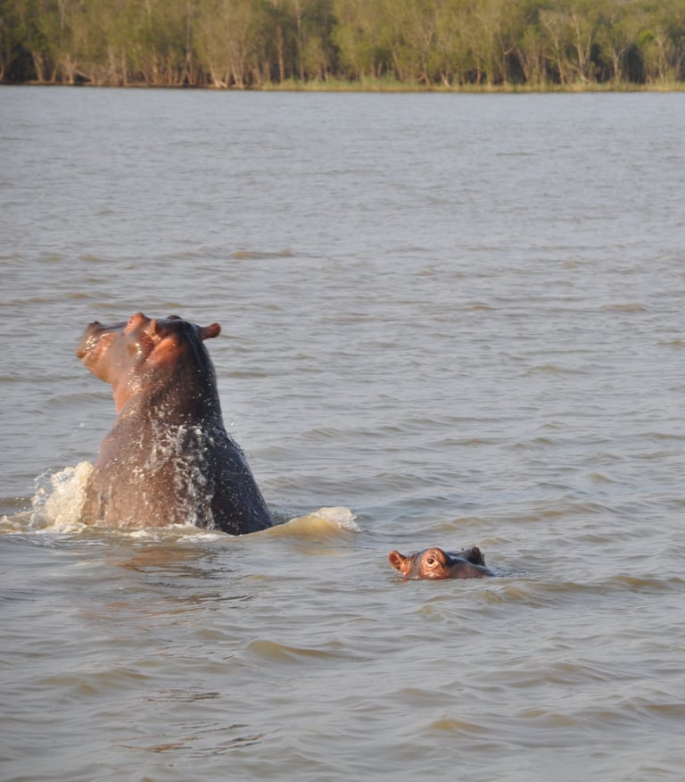 Hippos in the St Lucia Estuary, isimangaliso, South Africa