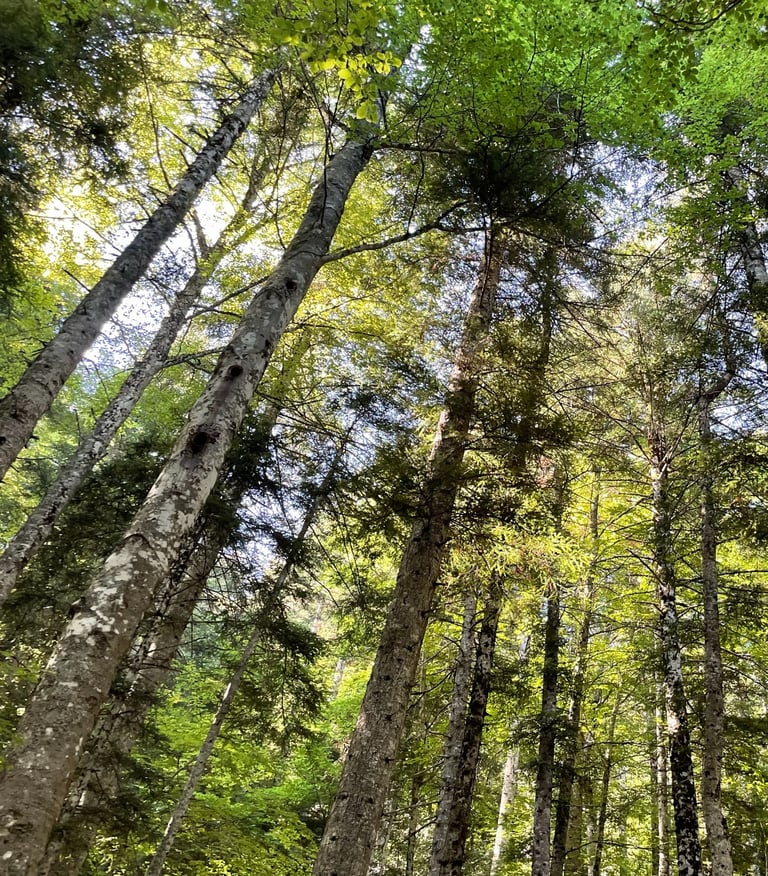 woodland near Ca Du Pays De Grasse, Grasse, France