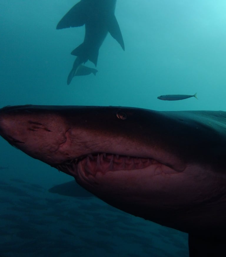 Ragged tooth Shark, Aliwal Shoal, Umkomaas, South Africa