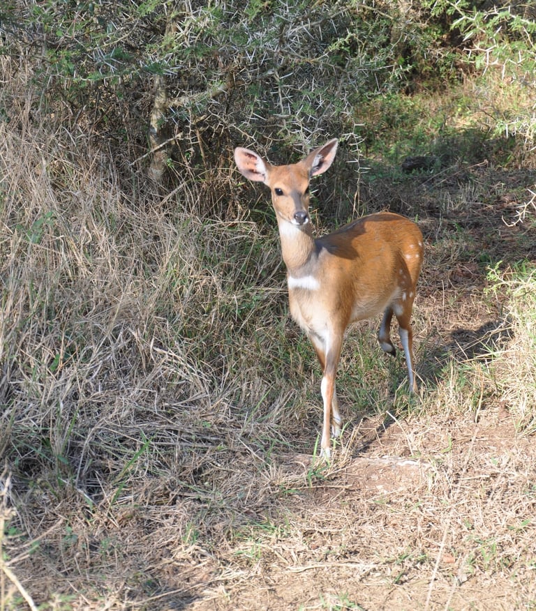 Deer at the Isimangaliso wetland park, St Lucia, South Africa