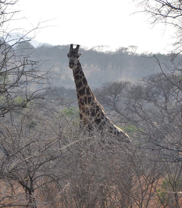 Giraffe in the Hluhluwe and Umfolozi game park, South Africa