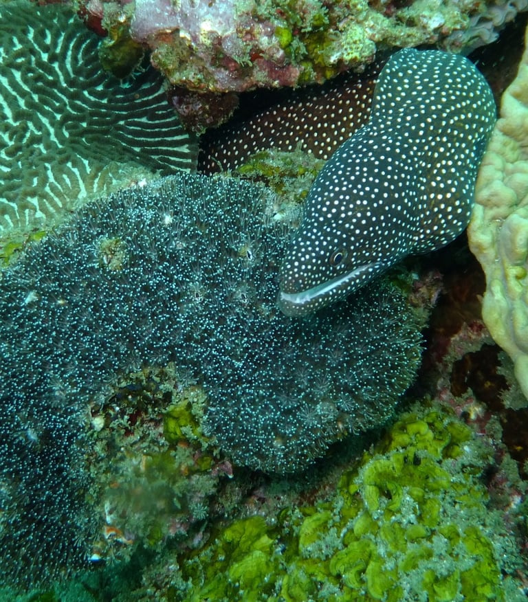 moral eel, sodwana bay, South Africa