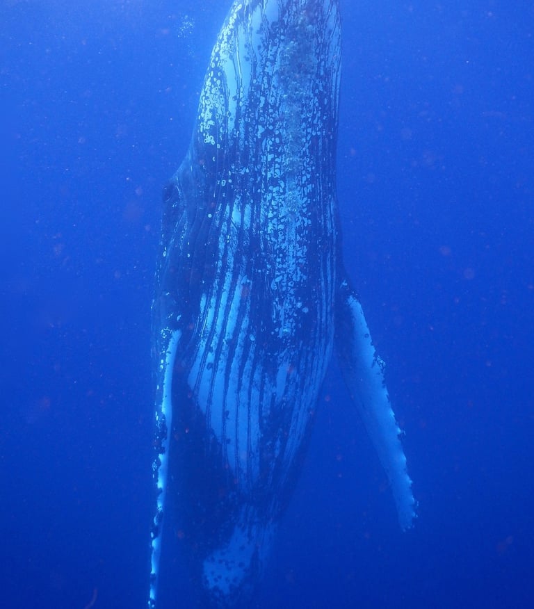 snorkelling with humpback whales in Vava'u, The Kingdom of Tonga