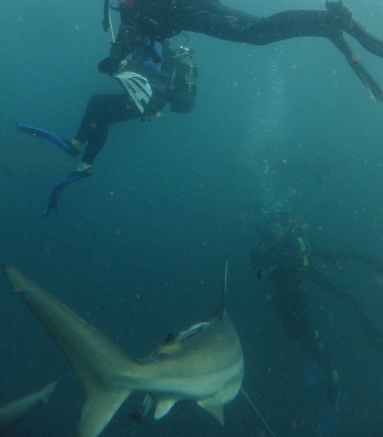 Tracey Billington Oceanic black tips on a baited shark dive, Aliwal Shoal, Umkomaas, South Africa