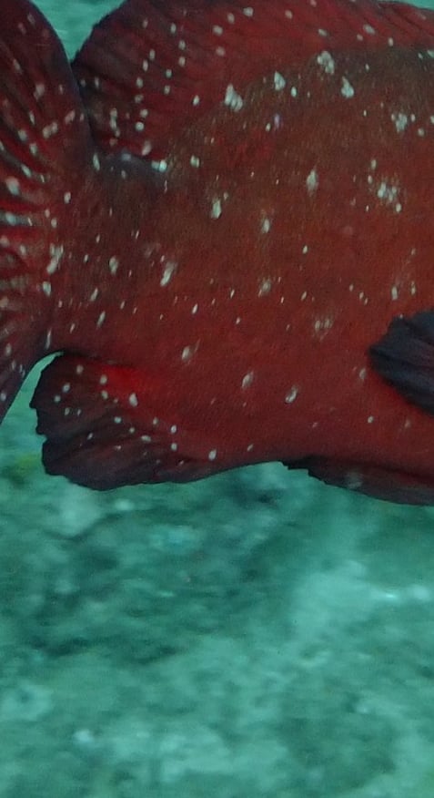 fish , sodwana bay, South Africa