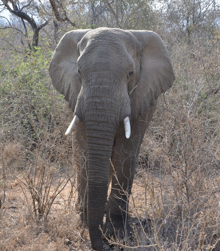 Bull elephant in the Hluhluwe and Umfolozi game park, South Africa
