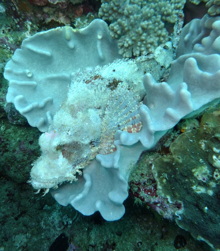 scorpion fish, sodwana bay, South Africa