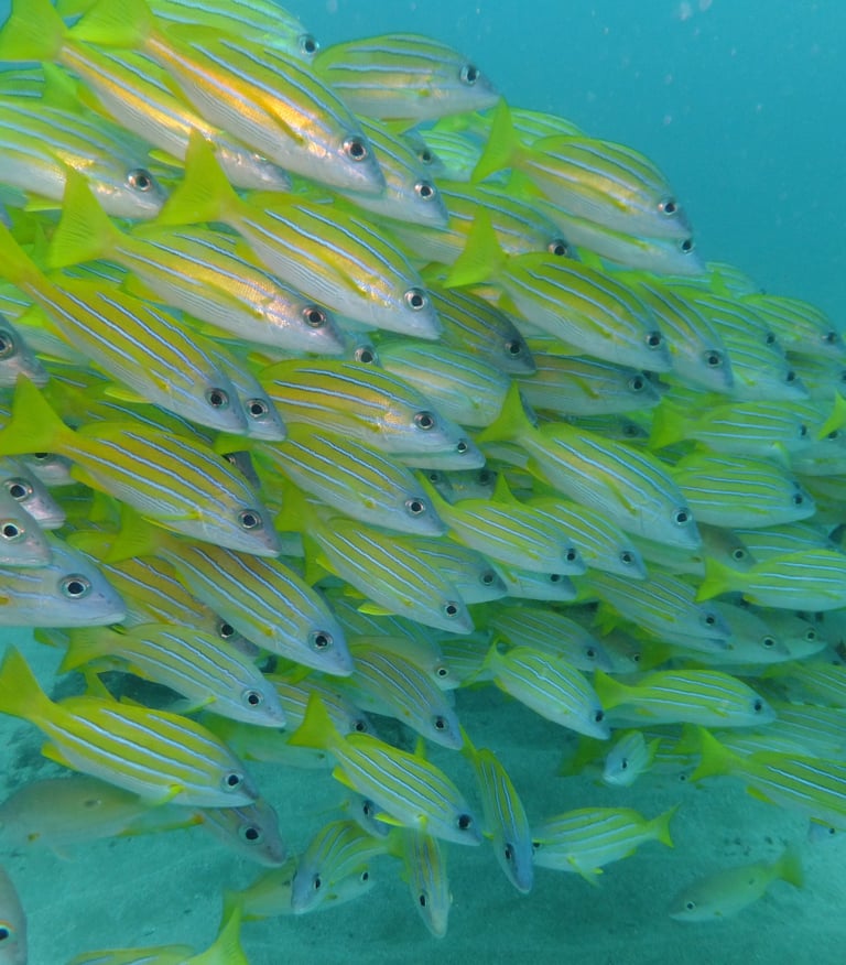large shoal of fish , sodwana bay, South Africa