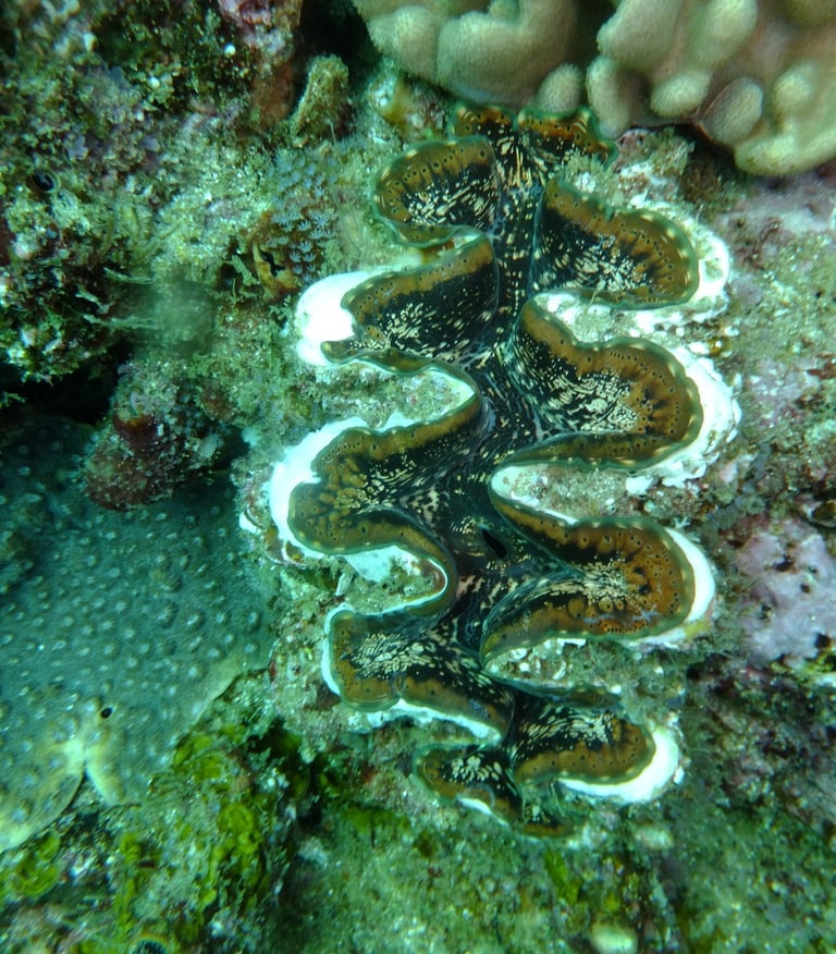 Giant clam, sodwana bay, South Africa