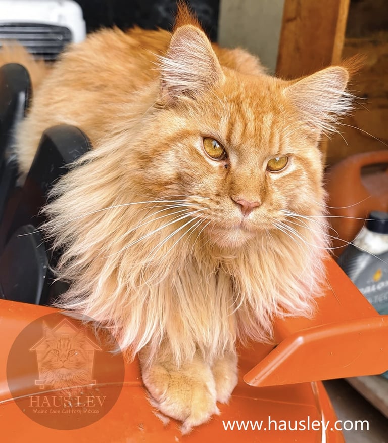 Gato Maine Coon Rojo Red en México 