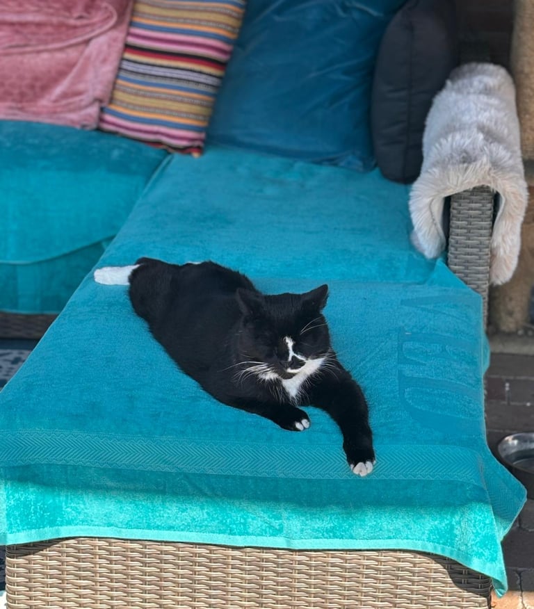 zwarte kat die languit ligt te luieren