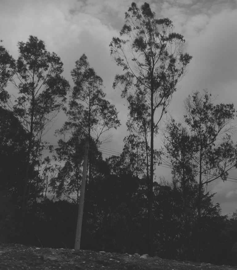 Siluetas de árboles altos contra un cielo nublado en tono monocromo.