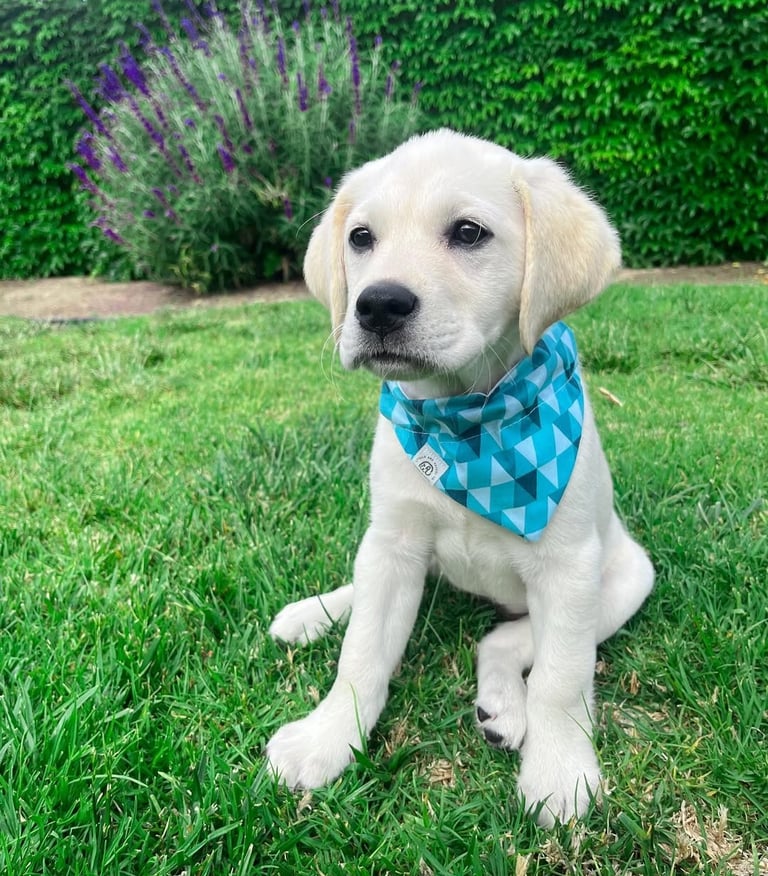 Labrador Retriever Puppies for Sale