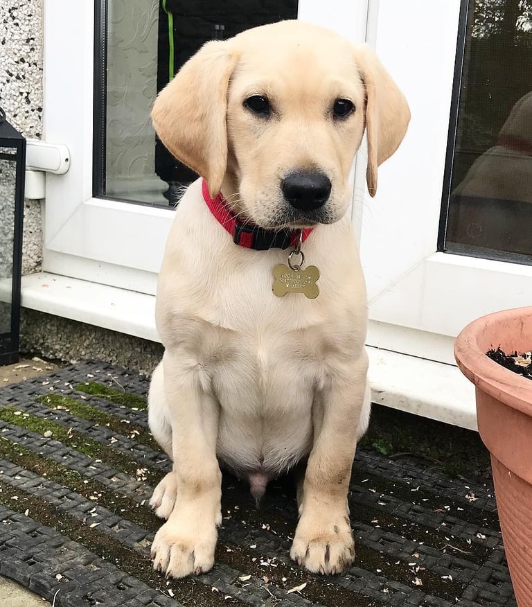 Labrador Retriever Puppies for Sale
