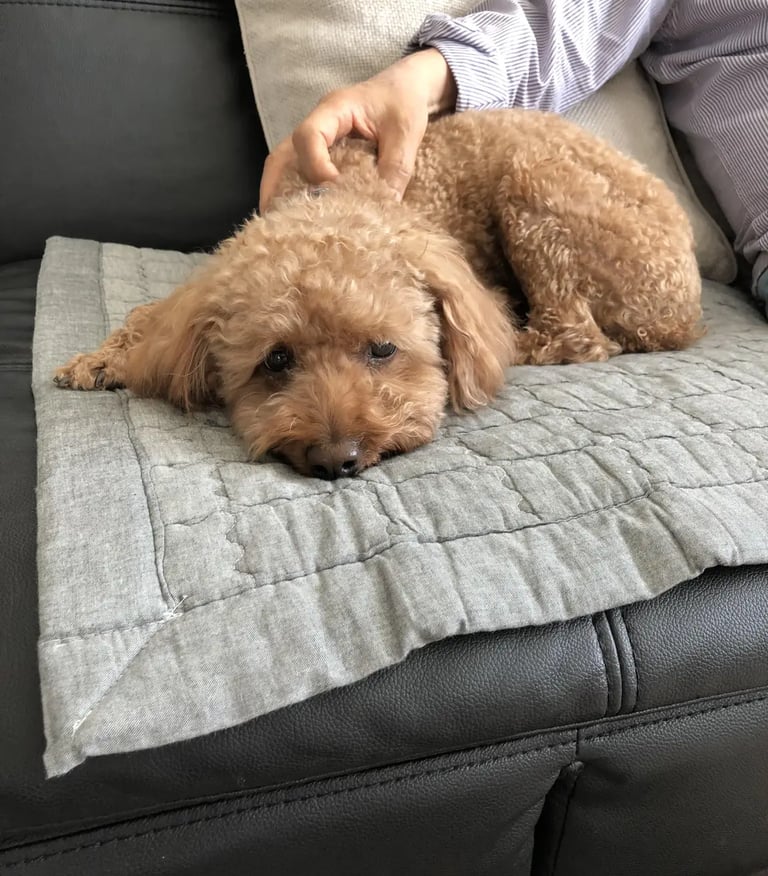 We understand separation anxiety at Dogs at Home Away From Home. We look after your dog's needs.