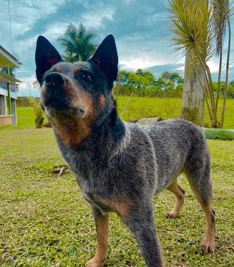 Perrito en el jardin Somos un Hotel Pet-Friendly en Quimbaya Quindío