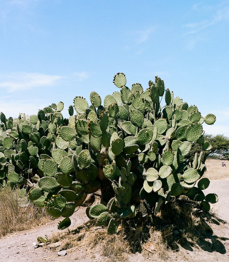 a cactus plant