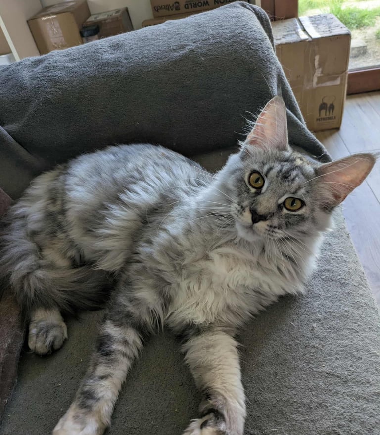 black silver maine coon