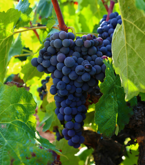 Grapes