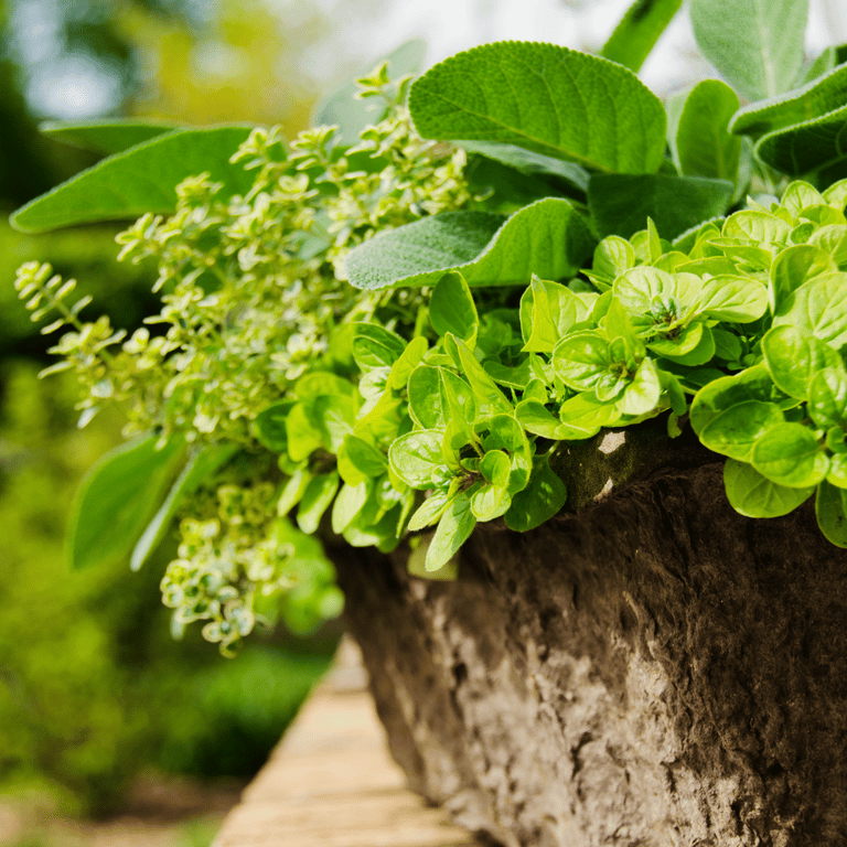 Grow your own herb garden