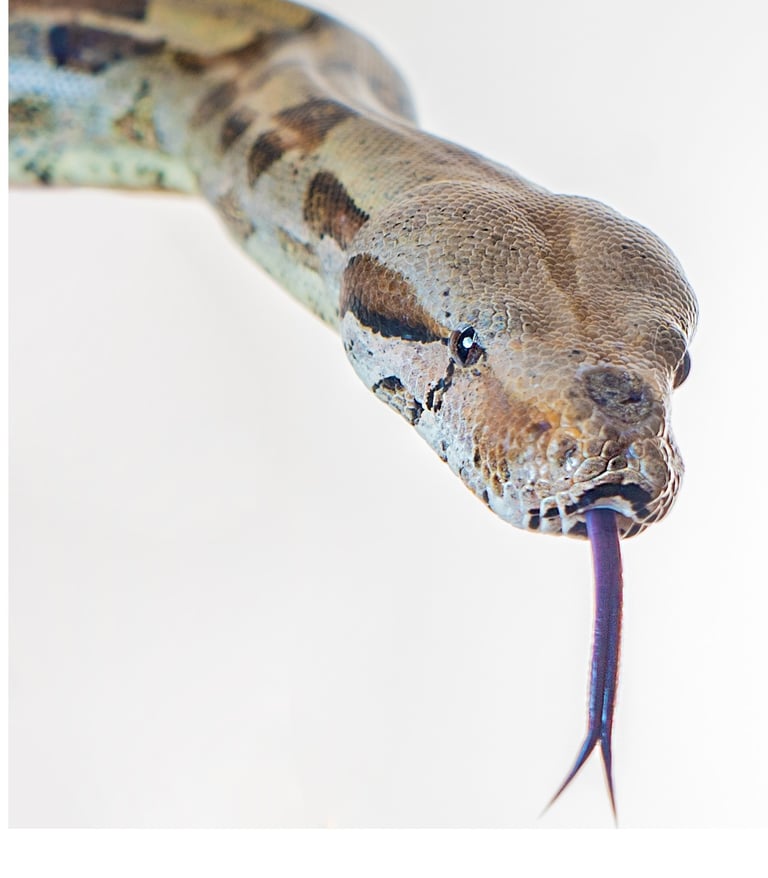 boa constrictor