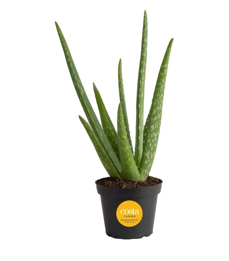 Aloe vera plant in well-draining desert soil mix suitable for drought-tolerant indoor plants.