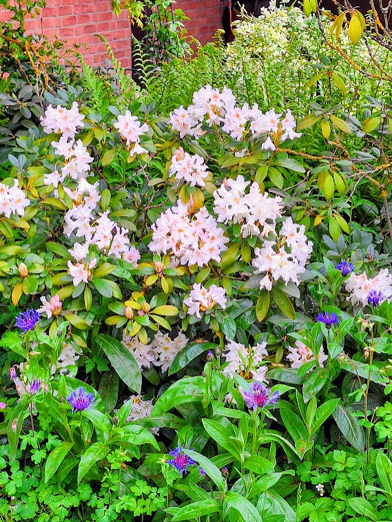 a Rhododendron container bush with white flowers