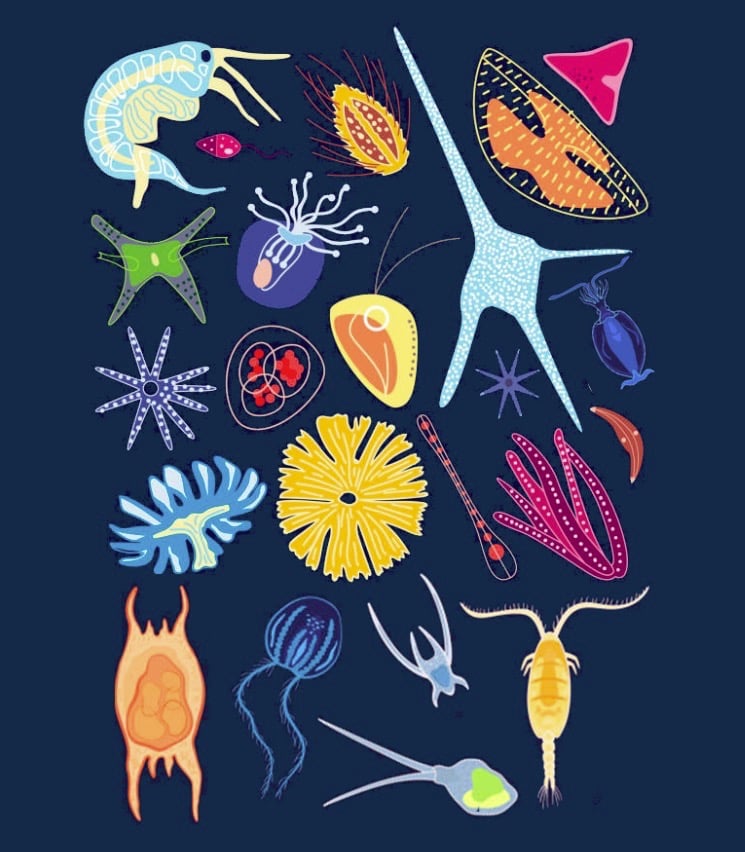 PESTICIDES BIODIVERSITÉ EXTINCTION MASSE OCÉANS PLANCTON