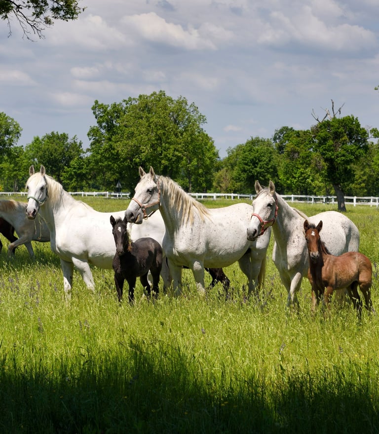 Mares and foals in field need horse supplements too